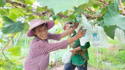湖北枝江：阳光玫瑰香飘海外 葡萄园铺就致富路