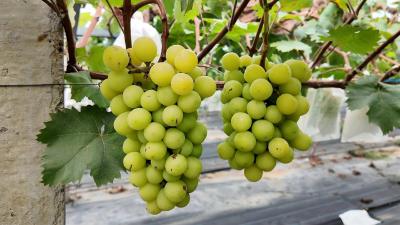 安福寺镇“阳光玫瑰”甜蜜上市 智慧种植孕育“甜蜜产业”