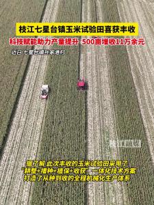近日，枝江七星台镇玉米试验田喜获丰收，科技赋能助力产量提升，500亩增收11万余元