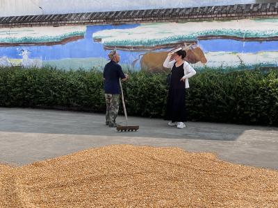 马羊洲村：开放场地解民忧 晒出丰收“阳光答卷”