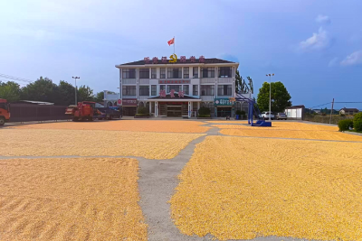 福星村：广场变晒场，解决村民“晒粮难”问题