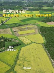 ​枝江市安福寺镇：再生稻喜开镰，“一种双收”奏响丰收乐章！