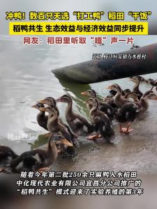  冲鸭！枝江数百只天选“打工鸭”稻田“干饭”，鸭稻共生生态效益与经济效益同步提升。