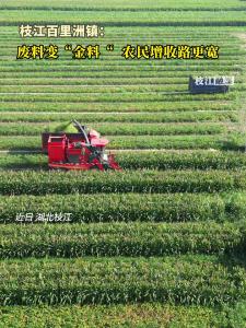 枝江百里洲镇：废料变“金料“ ，农民增收路更宽。