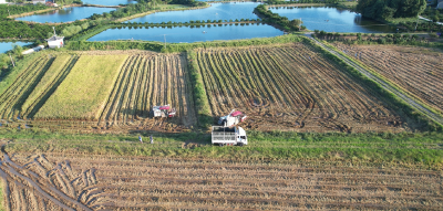 鲁港村：稻田开镰丰收 绘就乡村振兴 “金色画卷”