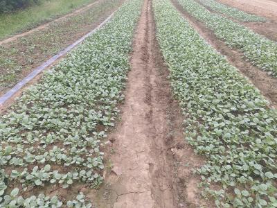 杨林湖村：抢抓农时种植花菜 蔬菜产业助农增收