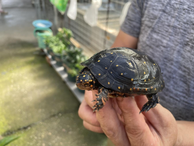 方华清：返乡踏“龟”途 走上致富路