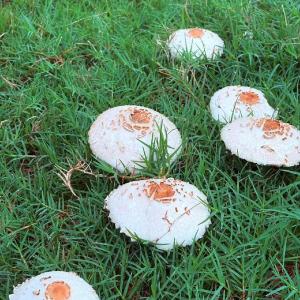 “敲门行动”筑牢毒蘑菇防控网