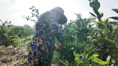 湖北枝江：早熟蜜橘甜蜜上市 产销两旺助农增收