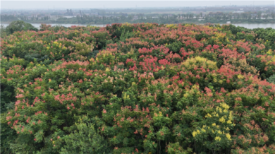 金湖湿地公园国庆假期人气旺 生态美景引客来