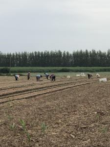 张家场村七百亩花菜移栽有序推进