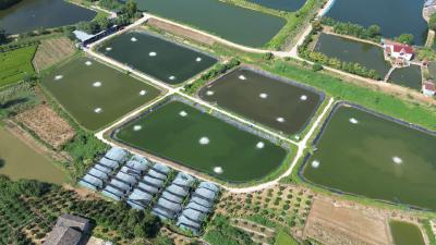 曹店村：“海鲜陆养”新技术 南美对虾喜获丰收