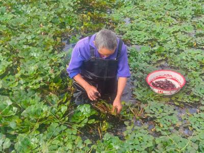 问安镇：秋风起菱角香 5元一斤销路俏