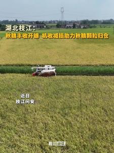 湖北枝江：秋粮丰收开镰，机收减损助力秋粮“颗粒归仓”！
