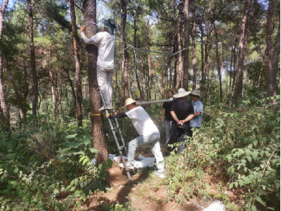 枝江市扎实推进松树钻蛀类害虫系统调查工作