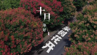 【十月你好】枝江把秋天的好，都装进了这栾树里