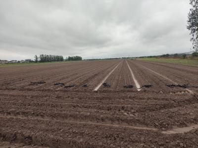 陈家港村：西蓝花种植进行时 激活乡村振兴“绿色引擎”