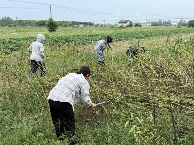福星村：村干部助独居老人抢收芝麻解民忧