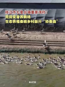 枝江市七星台镇董家湾村：荒田变身养鹅场，生态养殖奏响乡村振兴“协奏曲”！