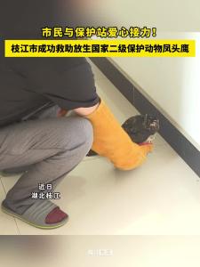 ​市民与保护站爱心接力！枝江成功救助放生国家二级保护动物凤头鹰！