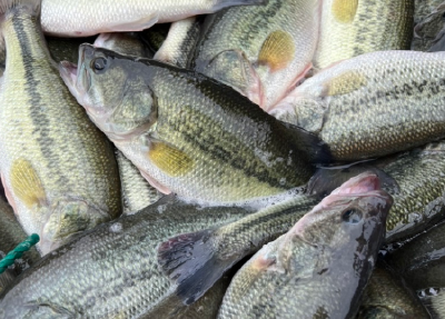 供销集团：聚焦重点 用活资源 推动鲈鱼产业高质量发展