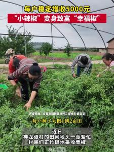 枝江百里洲镇：“小辣椒”变身致富“幸福椒”