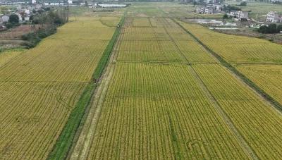 湖北枝江：一种两收促增收 优质好米俏市场