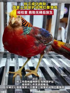 枝江成功救助国家二级保护动物红腹锦鸡 ，经检查，救助无碍后在顾家店青龙山公园顺利放生。