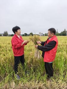 “银发”专家助力 枝江再生稻丰收