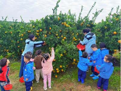 萌娃化身小小“采摘员” 橘园里收获甜蜜与成长