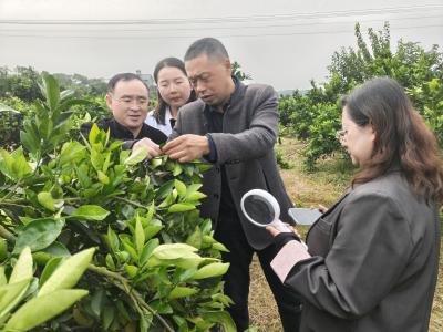 农业专家“把脉问诊” 科技助力枝江柑橘产业健康发展