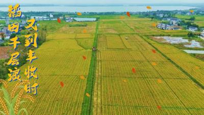 枝江秋季最美的风景出现了！