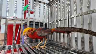 我市成功救助并放归国家二级保护动物红腹锦鸡