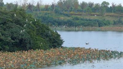 枝江来“稀客”哒！