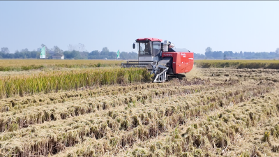 枝江“宁香粳9号”百亩示范片测产 亩产达760公斤