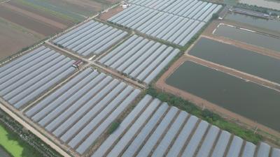 杨林湖村“78棚轮作”巧织致富锦 集体经济与村民收入双提升