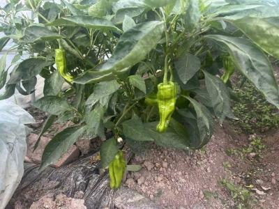 大棚青椒“抢鲜”上市，特色种植奏响增收“椒”响曲