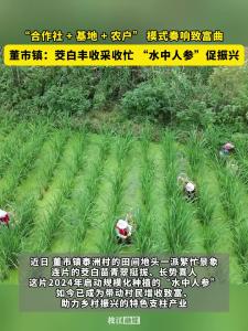 “合作社 + 基地 + 农户” 模式奏响致富曲！枝江董市镇：茭白丰收采收忙，“水中人参”促振兴！