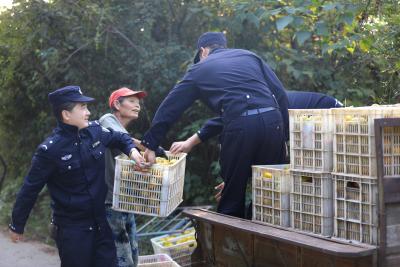 市公安局：立冬霜覆果园里 警助秋收摘橘忙