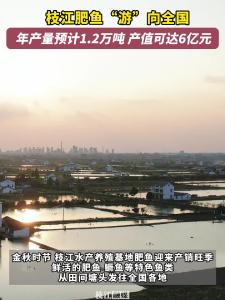 枝江 肥鱼“游”向全国 ，年产量预计1.2万吨，产值可达6亿元。