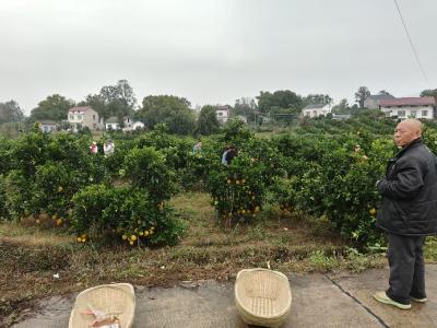 雨雾橙香 武汉游客赴同济垸村寻味