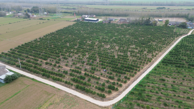 问安镇凤台村砂糖橘迎采收季 村民家门口就业增收