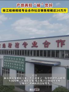 桔缘柑桔专业合作社迎来销售旺季，日销柑橘近20万斤。