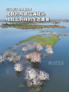 枝江水库的树上 “结” 鸬鹚啦！