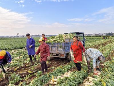 同济垸村：合作社萝卜开卖 村民家门口务工