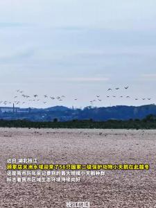 ​近日，湖北枝江顾家店关洲水域迎来了56只国家二级保护动物小天鹅在此越冬，这是我市历年来记录到的最大规模小天鹅种群。