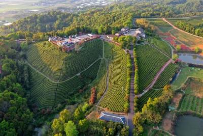 从不足5万元到超40万元，枝江这里发生了什么？