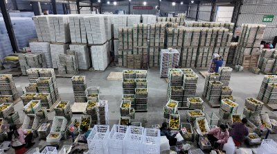 宜昌之间：“橘”势大好 安福寺镇柑橘俏销全球