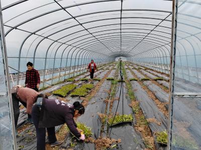 东林村：莴笋种植“蔬”写秋日“增收曲”