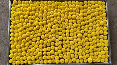 百里洲东篱园菊花绽放 “美丽经济”带动农户增收